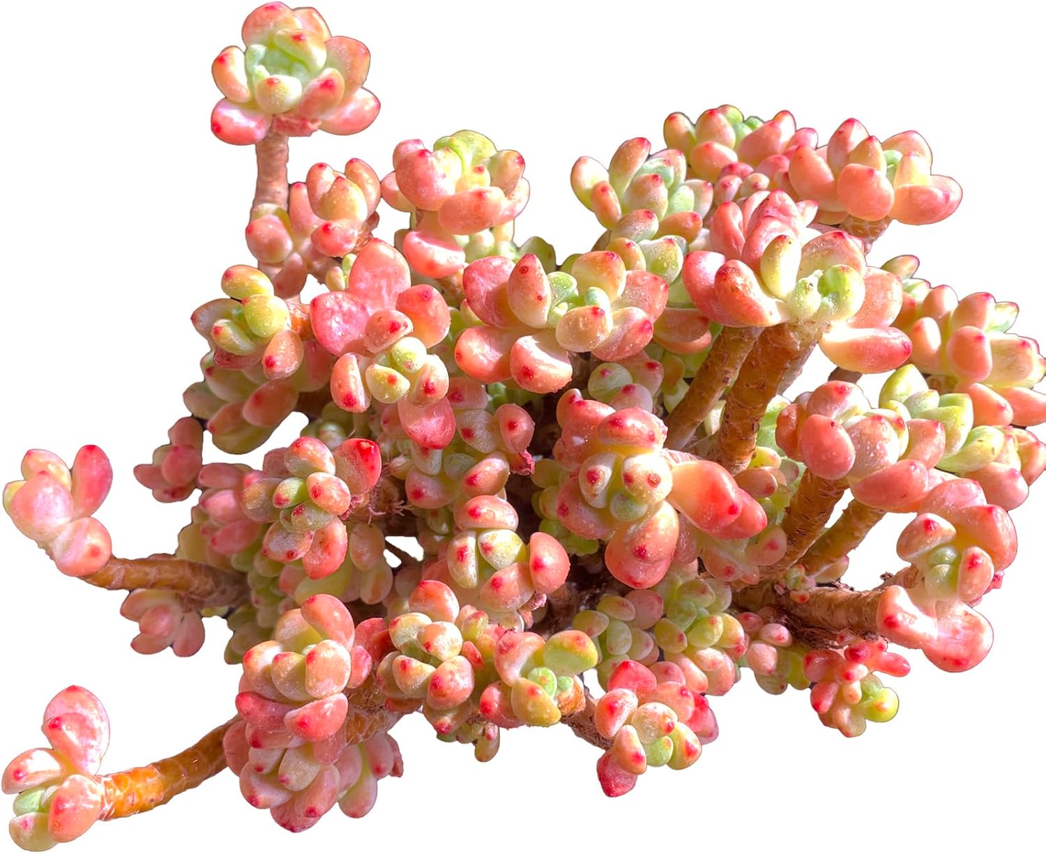 Succulent Plant Live (Sedum clavatum Cluster)