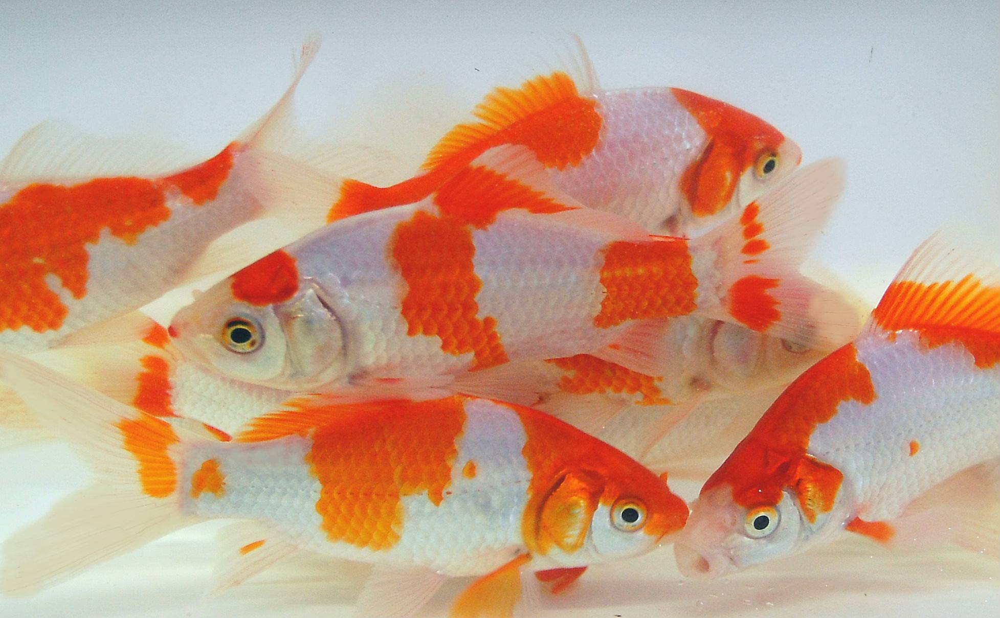 Toledo GoldfishSarasa Comet Goldfish, Red and White with a Variety of Patterns - Perfect for Ponds, Aquariums, or Tanks - 3-4 Inches, 50 Count