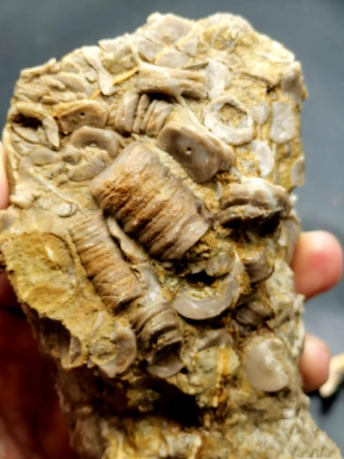 478G Natural YunNan Devonian Crinoid stem Fossil Crystal