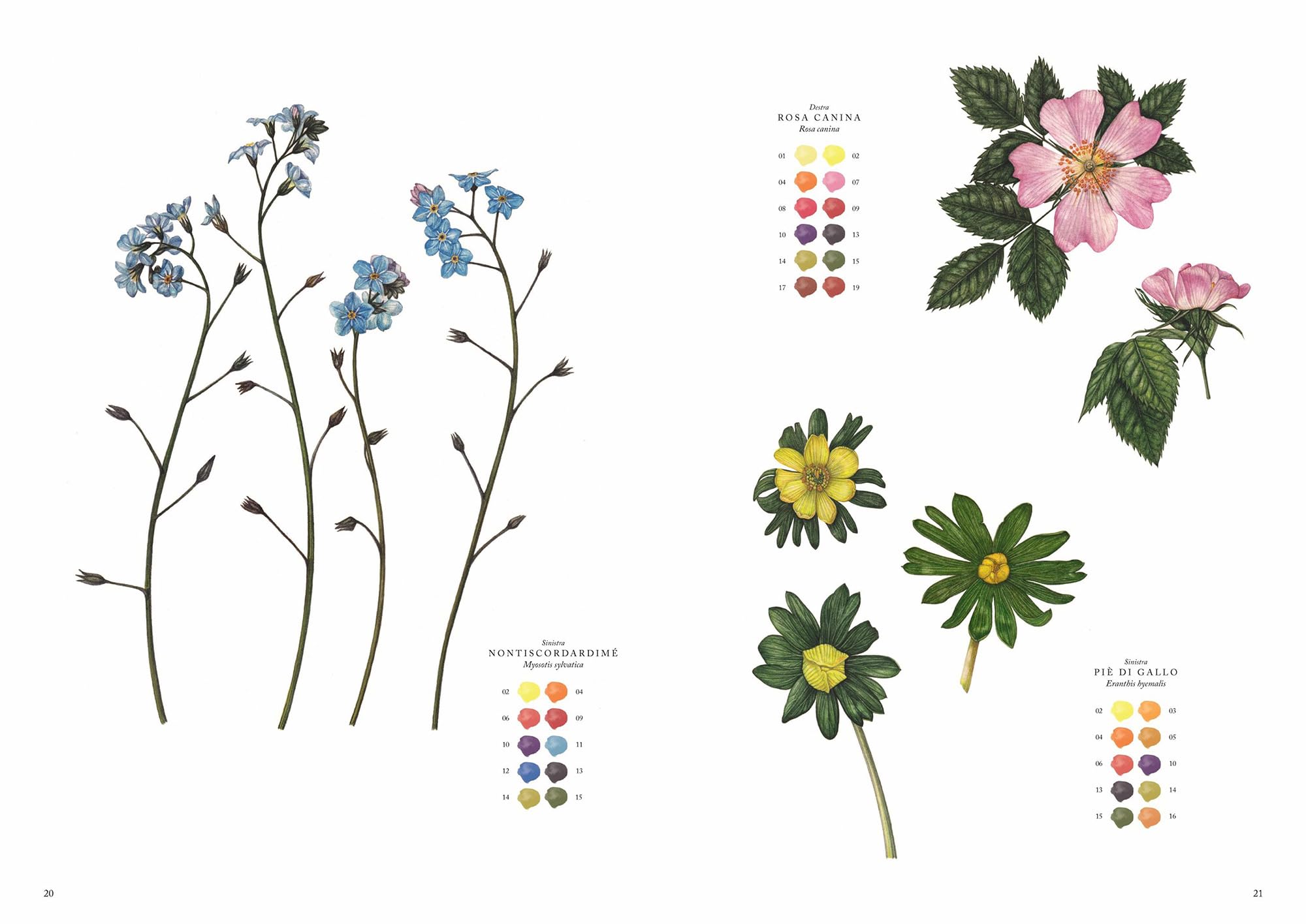 Fiori di campo. Album per acquarelli