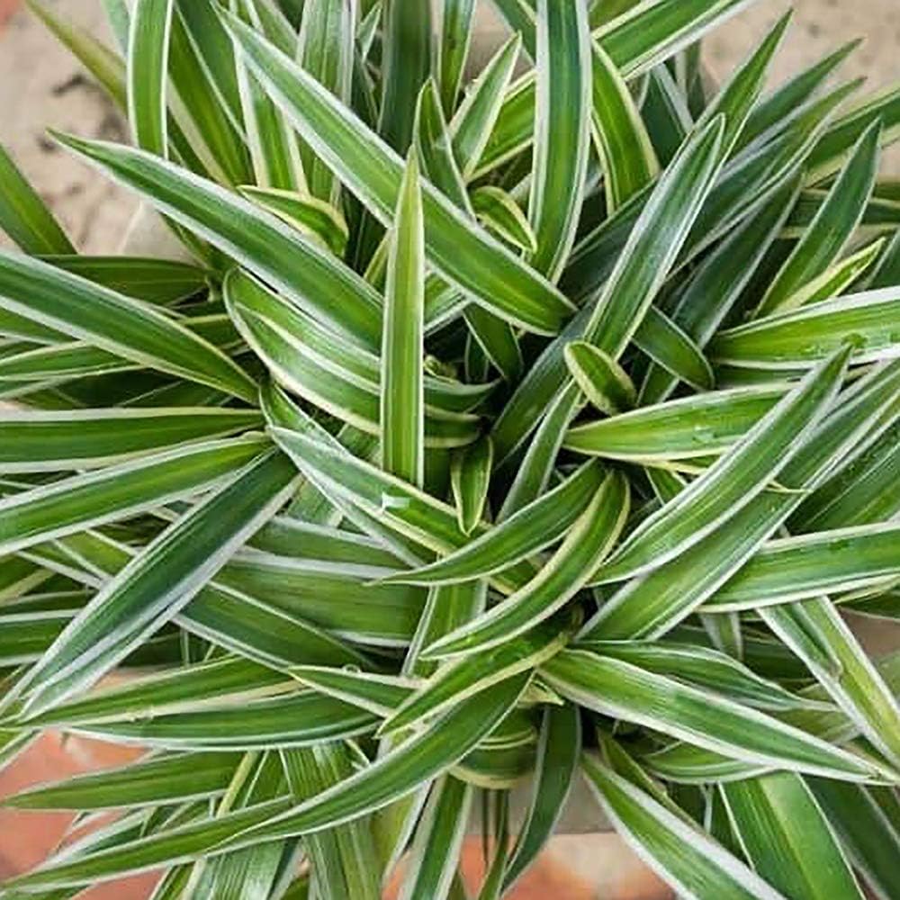 10 Inch Spider Plant