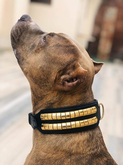Foto 2 de 2 de Astile Equine And Pet Supplies Collar de piel para perro con tachuelas para personal Rotweer, Pitbull