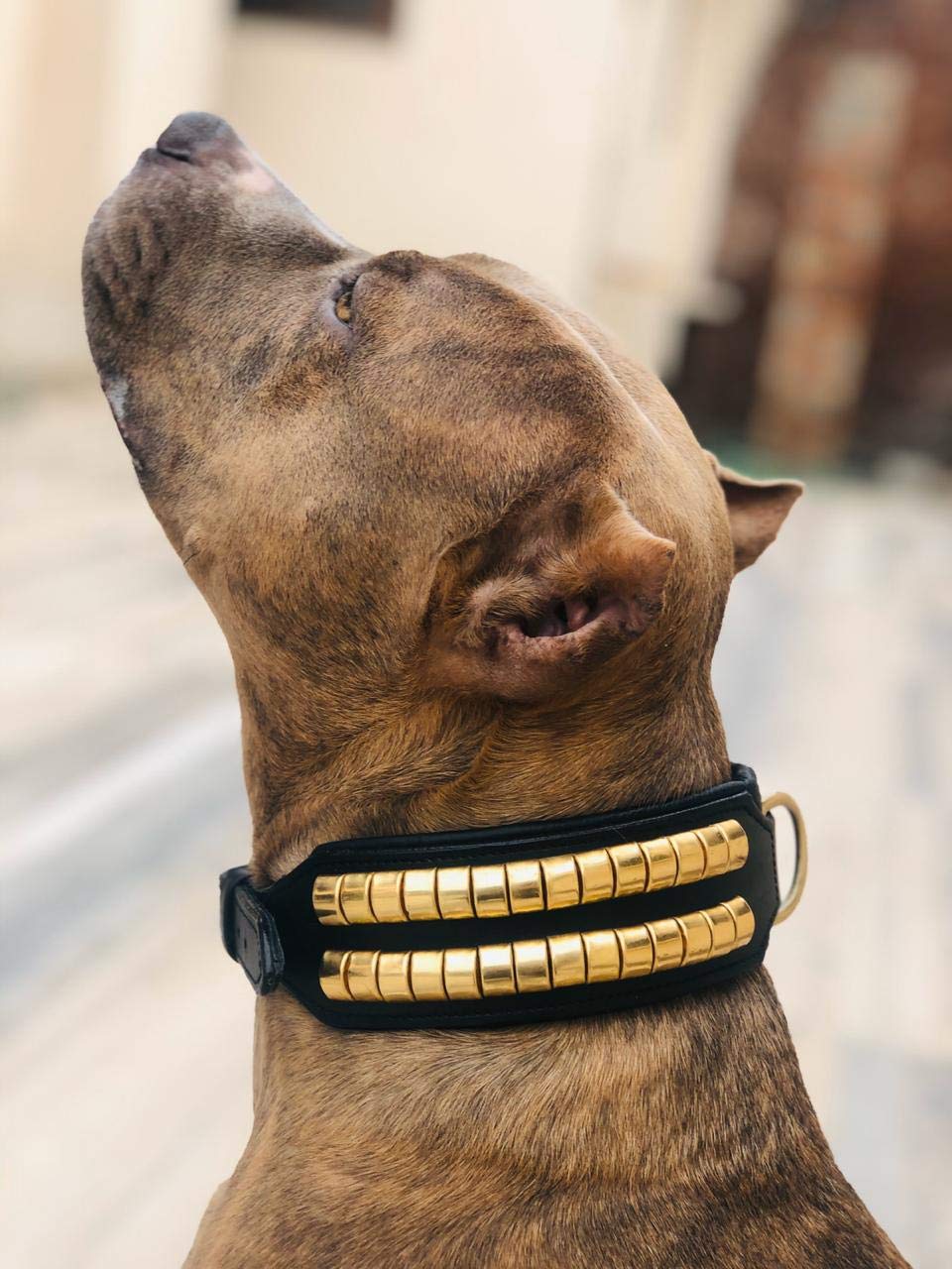 Collar de piel para perro con tachuelas para Stffy Rotweiler Pitbull Otros, de piel auténtica (tamaño del cuello de 19 a 21 pulgadas)