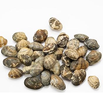 あさり Amazon.co.jp: 殻付き あさり 1kg 冷凍 お吸い物や深川煮など