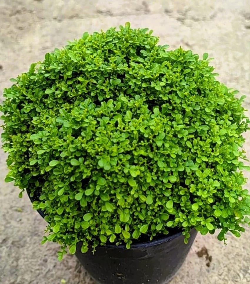 Image of Table Kamini Bonsai Plant Live (Murraya Paniculata) with Pot - Natural Oxygen Plant for Indoor Home Decoration, Office Desk & Tabletop Display (Pack Of 01)