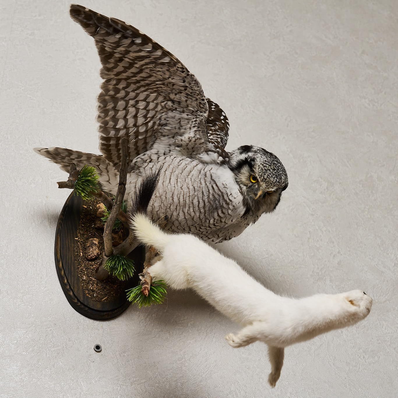 Taxidermy Mount ST9003