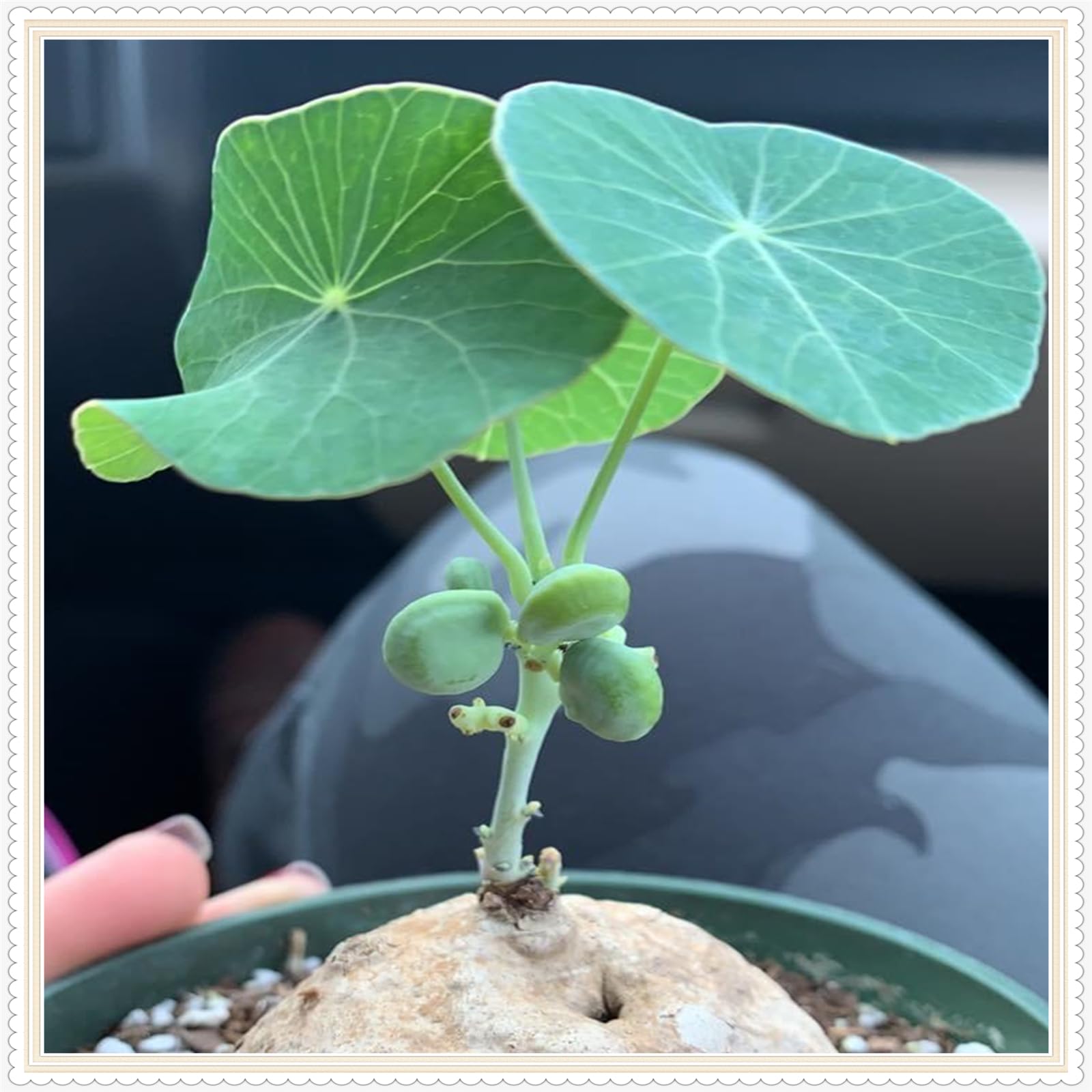 Stephania erecta Live Plant,Stephania erecta Bulb, Plants/Rhizome/Ornamental- Stephania erecta Bulbs, Rhizome Excellent Display Indoor Perennial Balcony Garden Bulbs -5Bulbs-H