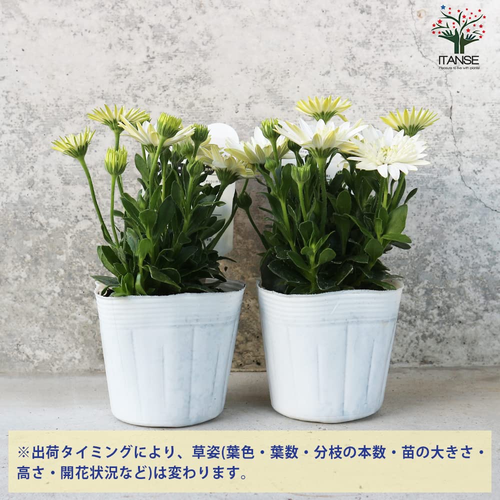 Amazon.co.jp: オステオスペルマム・3Dナヌーク 3.5号鉢 3個セット