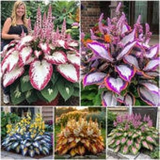 Hosta Bulbs, Hosta Potted Plants, Shade-Tolerant Plants, Home Beautifica...
