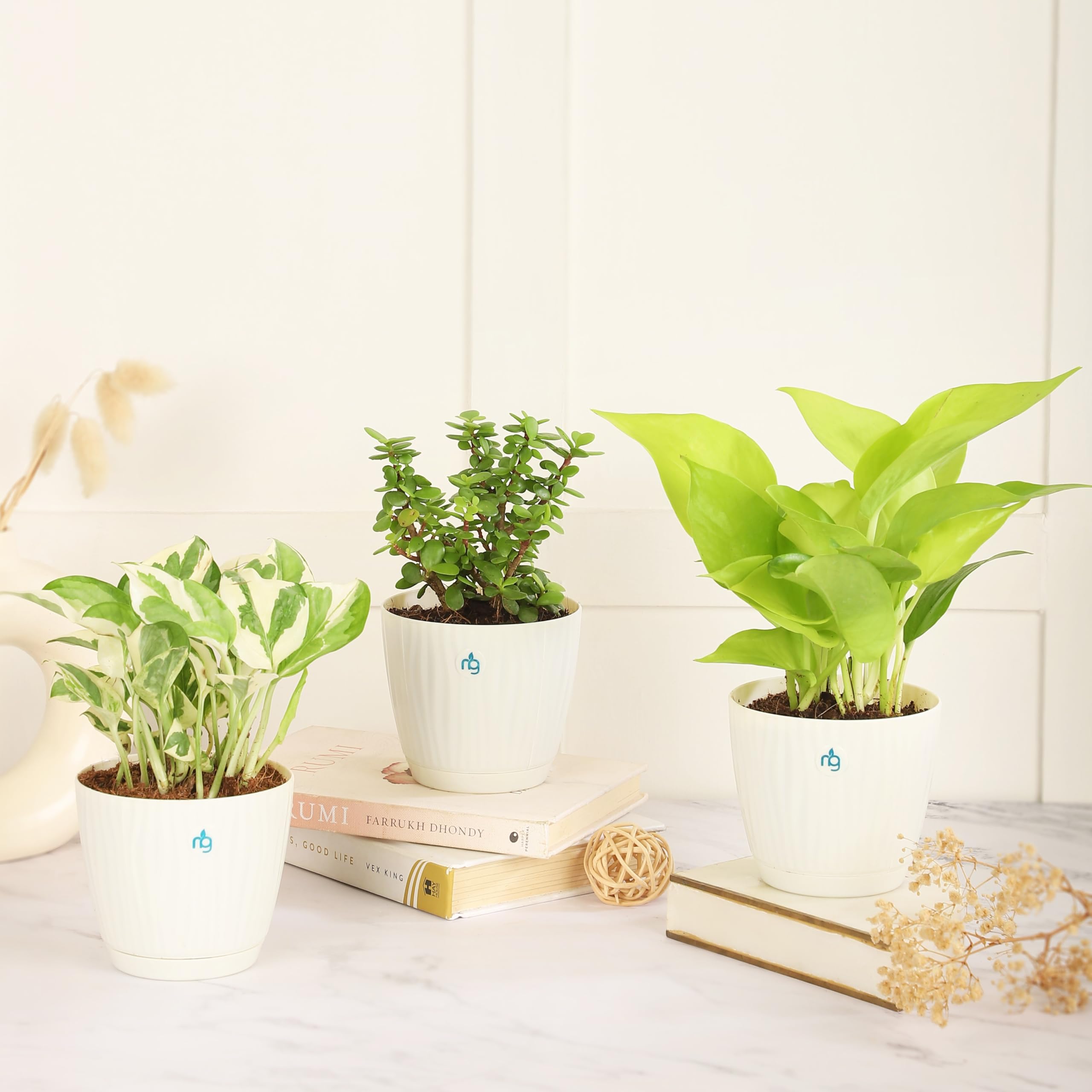 Nurturing Green® Combo of 3 Good Luck Plants (Golden,Njoy and Jade Plant) in 3.7 Inch Wide Ivory Plastic Pots | Lucky Plants For Home Indoor | Indoor Plants for Living Room | Live Plants With Pots (B0DFCZZ2KK) Amazon Price History, Amazon Price Tracker