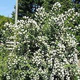 Mock Orange Bush, Philadelphus Shrub Live Plant, Sweet Fragrant Mock Orange Plants Tree Live in Pot, 5-8 Inc Tall