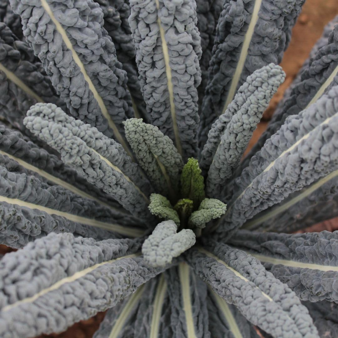 Kale 'Cobra' F1 Seeds – Cavolo Nero with Tender, Dark Leaves – High Yield Winter Vegetable – Cut & Come Again – Hardy Kale - 1x Packet 20 Seeds by Thompson & Morgan