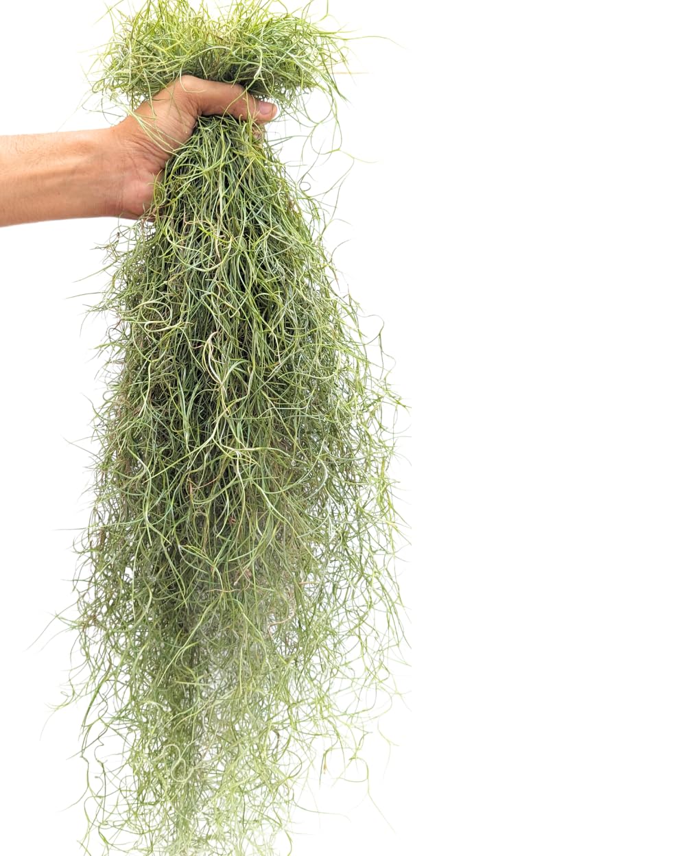 Divine Blossoms Air Plant Spanish Moss grow on GI Wire for Home Gardening, Balcony & Indoor & Outdoor Gardening (50 Grams) (B0CJ7S6GDS) Amazon Price History, Amazon Price Tracker