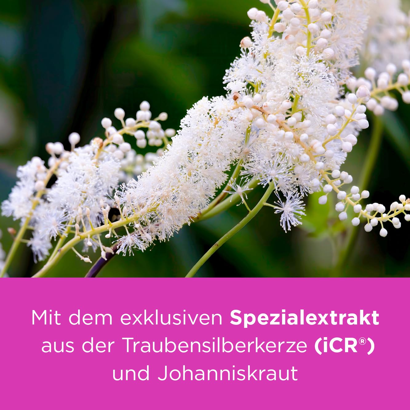 Remifemin plus Johanniskraut 180 Tabletten - Medikament für Wechseljahre - bei starken & betont seelischen Wechseljahresbeschwerden - hormonfrei - pflanzliches Arzneimittel