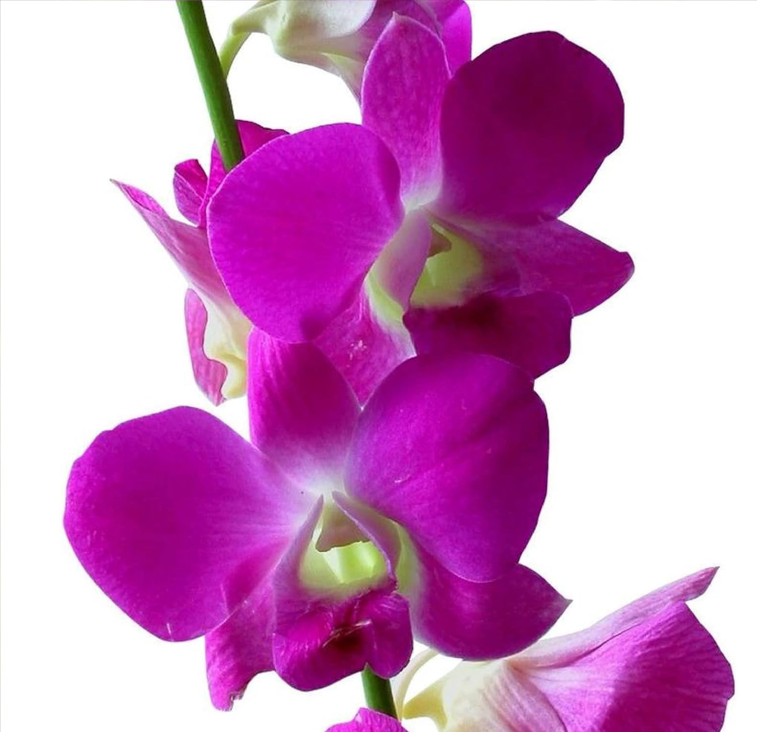 Dendrobium Orchid Hawaiian Starter Plant No Bloom
