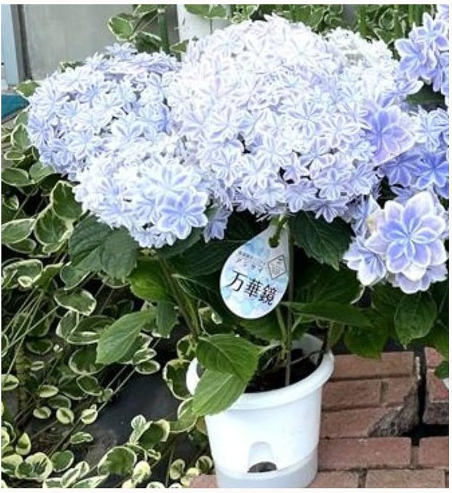 Amazon｜あじさい 鉢植え 5号 フラワー アジサイ 紫陽花 (万華鏡