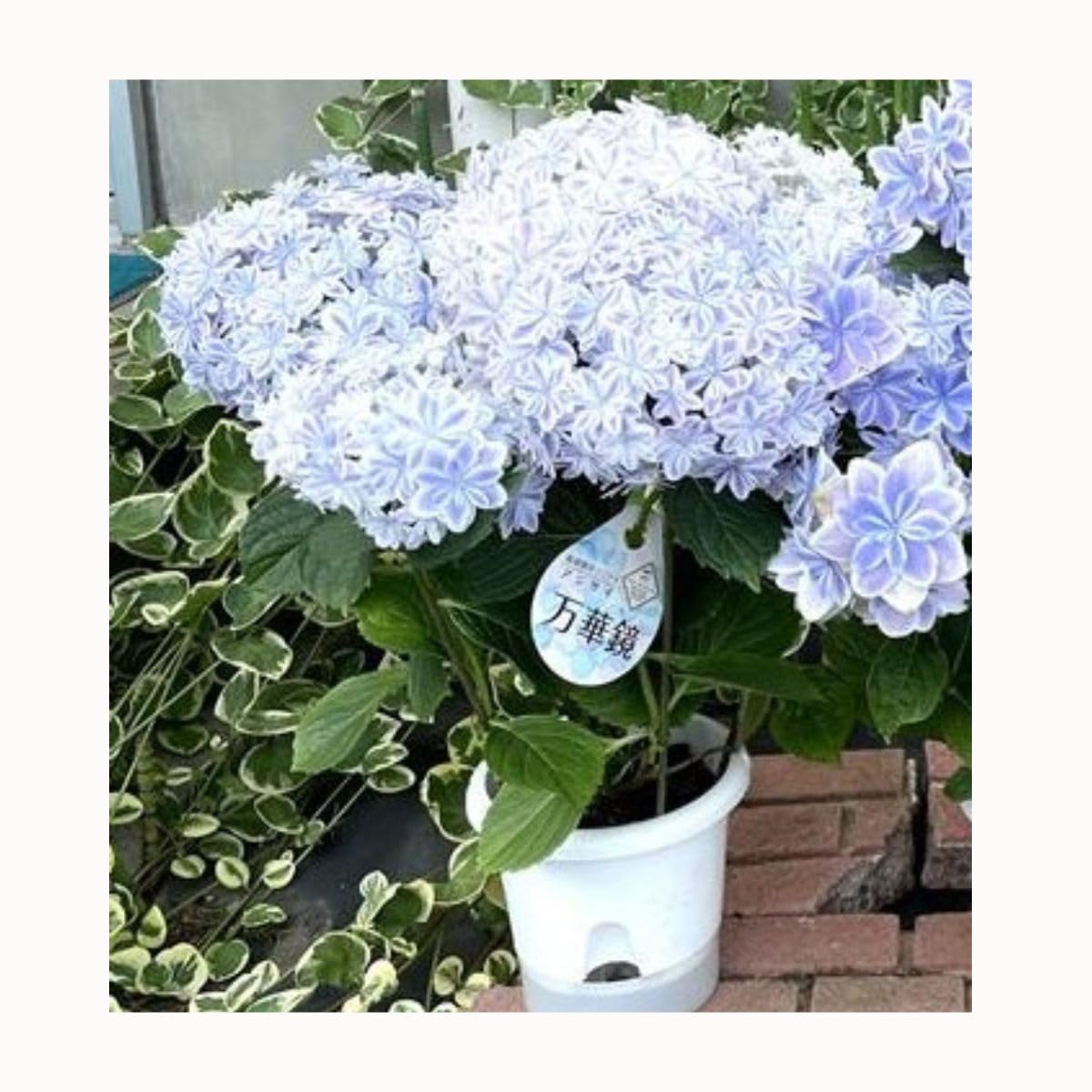 Amazon｜あじさい 鉢植え 5号 フラワー アジサイ 紫陽花 (万華鏡