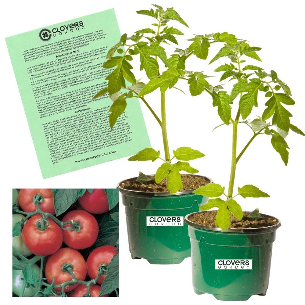 Clovers Garden Early Girl Tomato Plants