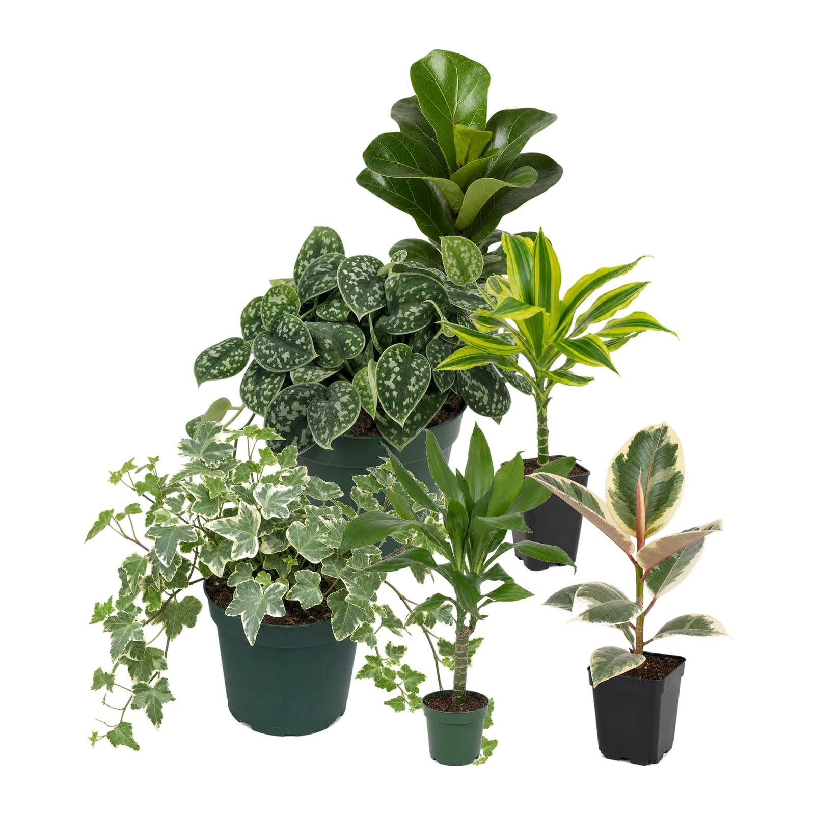 DECOALIVE Pack 6 Plantas de Interior con Ficus Bambino y Poto Plateado