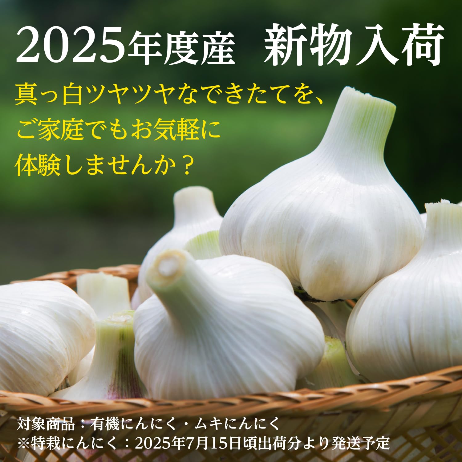 Amazon.co.jp: 2025年度産 生姜工房 冷蔵 中国産 ムキにんにく 大粒