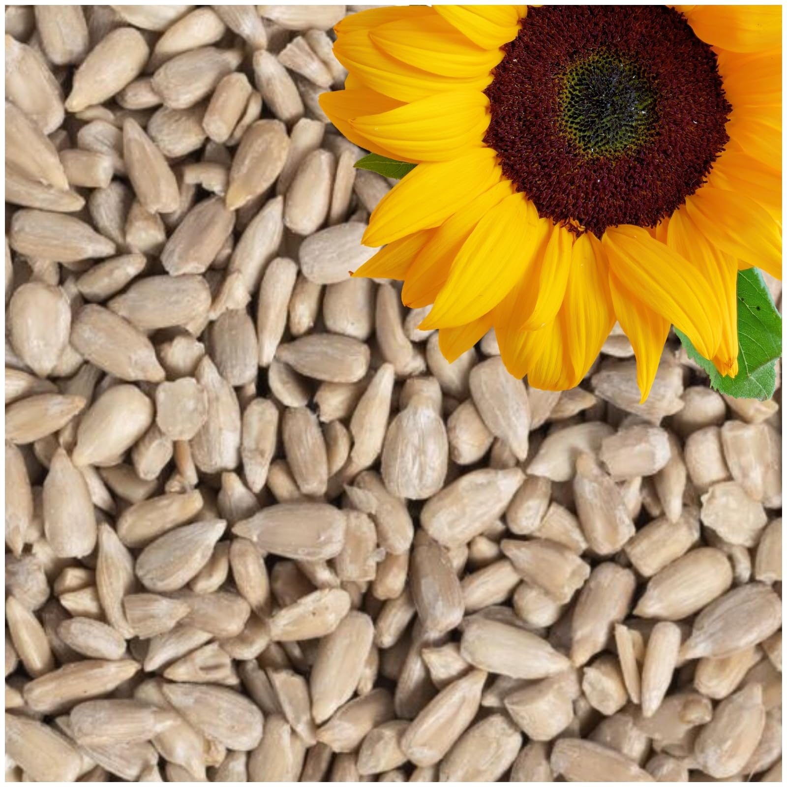 Lyra Pet® Geschälte Sonnenblumenkerne