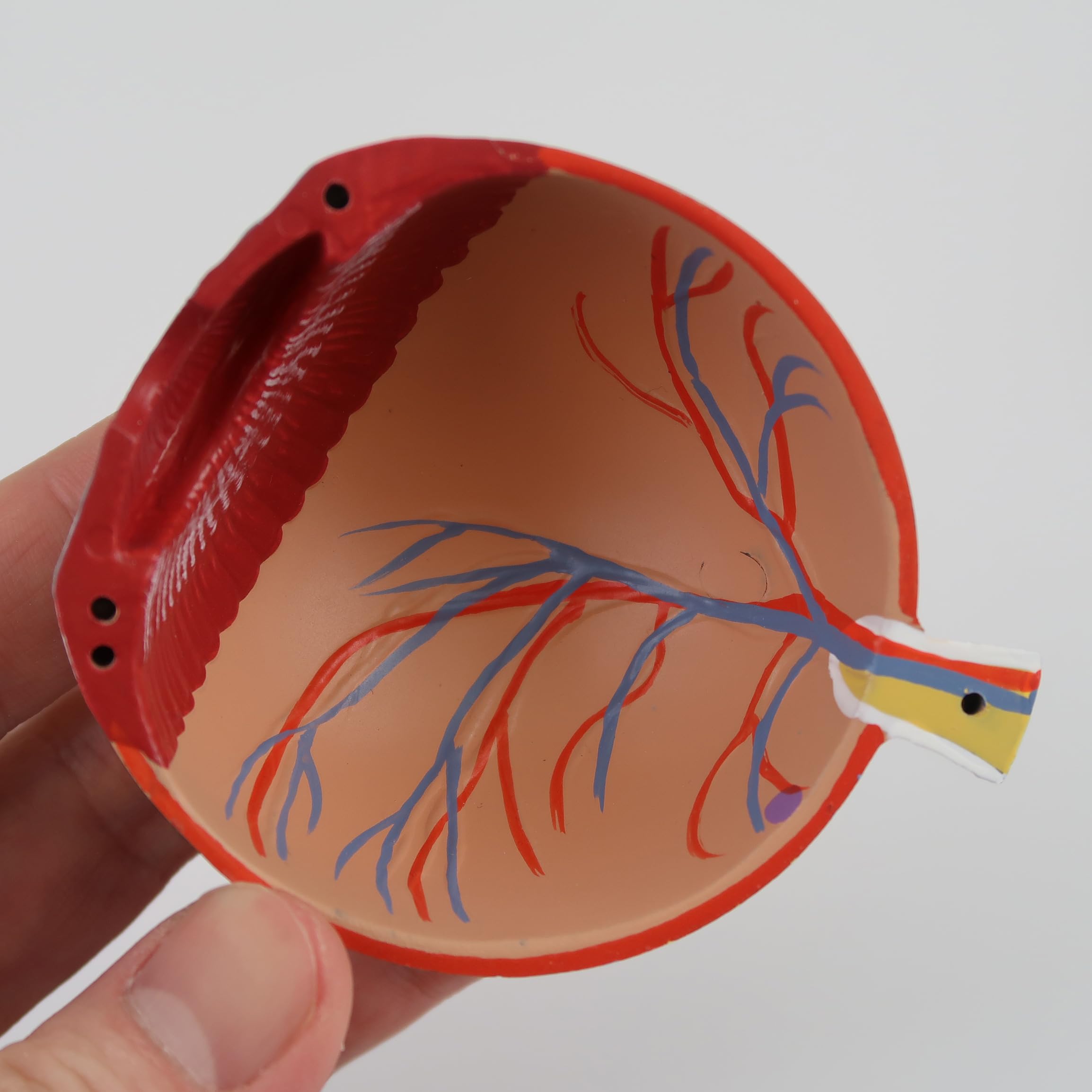 3B Scientific Menschliche Anatomie - Auge, 3-fache Größe, 7-teilig + kostenlose Anatomie App - 3B Smart Anatomy