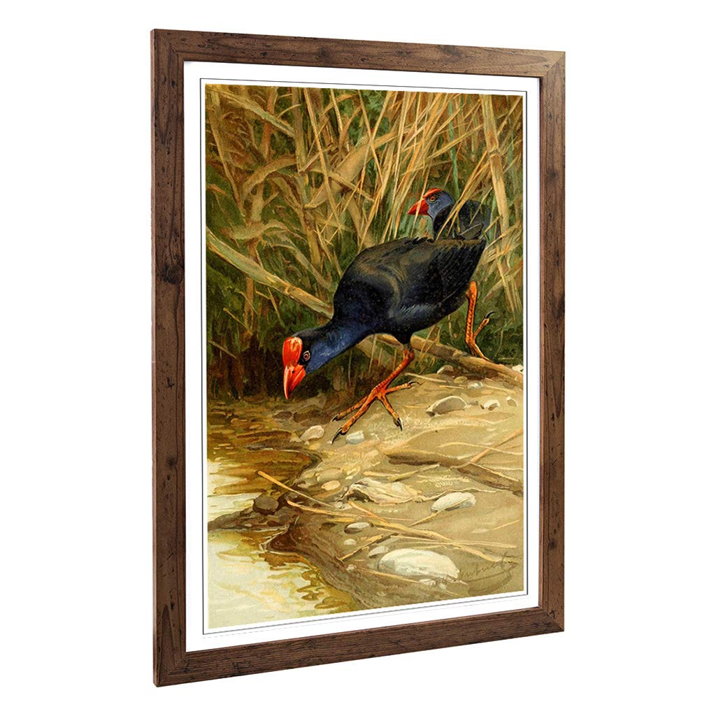 Big Box Art Framed Print of Vintage W Kuhnert Purple Swamphen Design | Wall Art Picture | Home Decor for Kitchen, Living Room, Bedroom, Hallway, Walnut, A2 / 24.5x18 Inch / 62x45cm