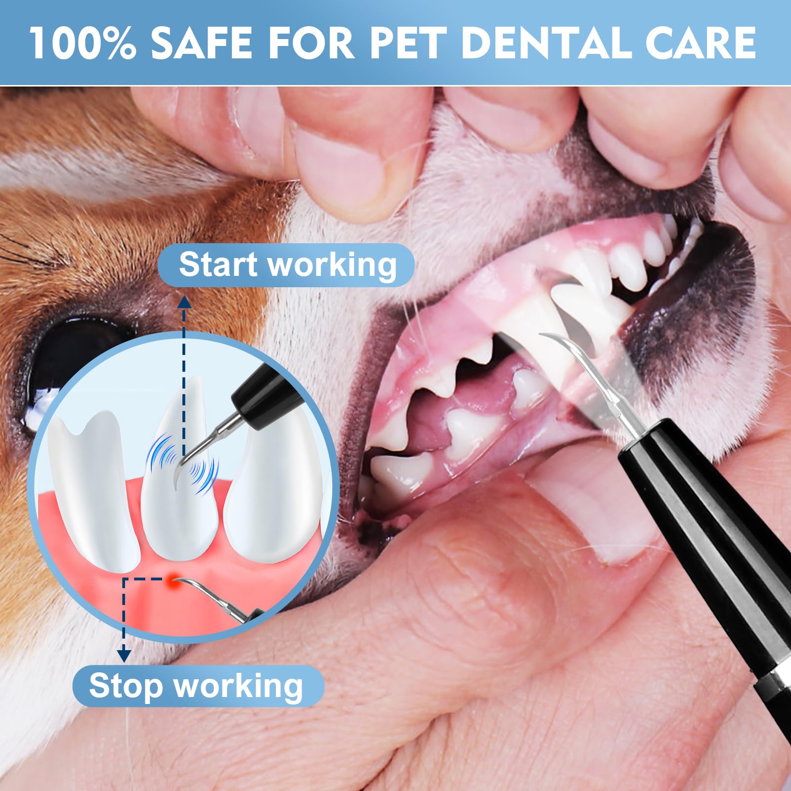 Detartreur Dentaire Ultrason pour Chien et Chat - Kit Detartrage Dentaire Professionnel, Étanche IPX6, Anti Tartre Chien & Mauvaise Haleine, Nettoyage Sûr des Gencives