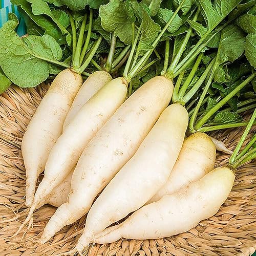 KVITER 100 semillas de rábano "White Ice Icicle" semillas de reliquia frescas, semillas frescas de plantas orgánicas para el hogar y el jardín