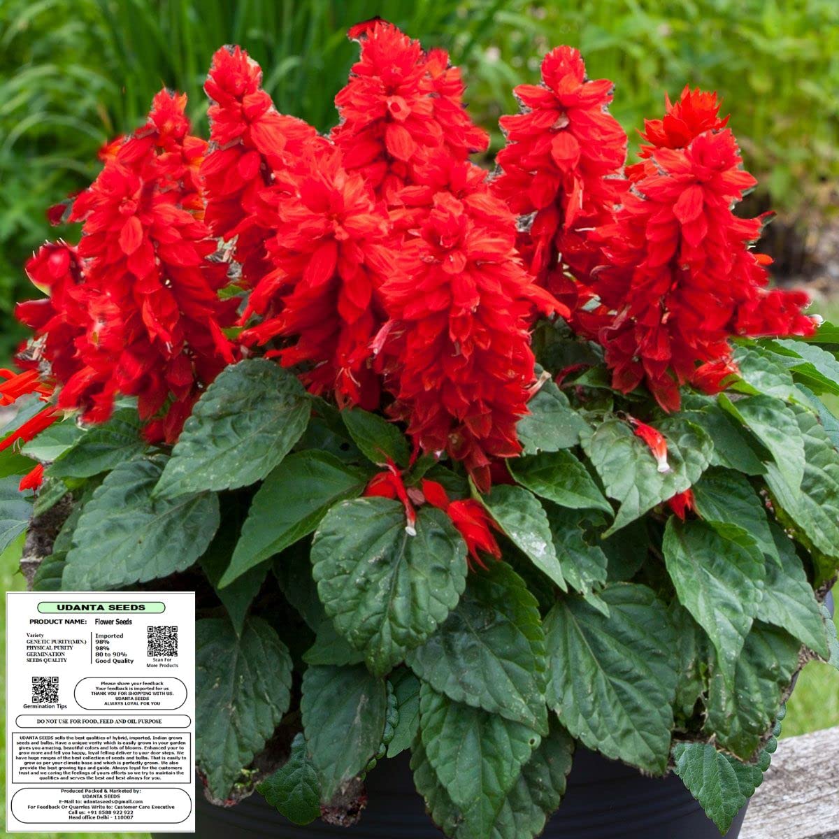 Udanta Seeds Salvia Red Flower Seeds Imported Series - Pack of 50 Seeds (B0BB3CC2PB) Amazon Price History, Amazon Price Tracker