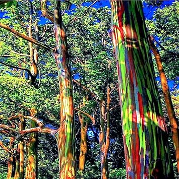 50 Seeds Rainbow Eucalyptus deglupta Tree Seeds | Fast Tropical Indonesian Mindanao Gum