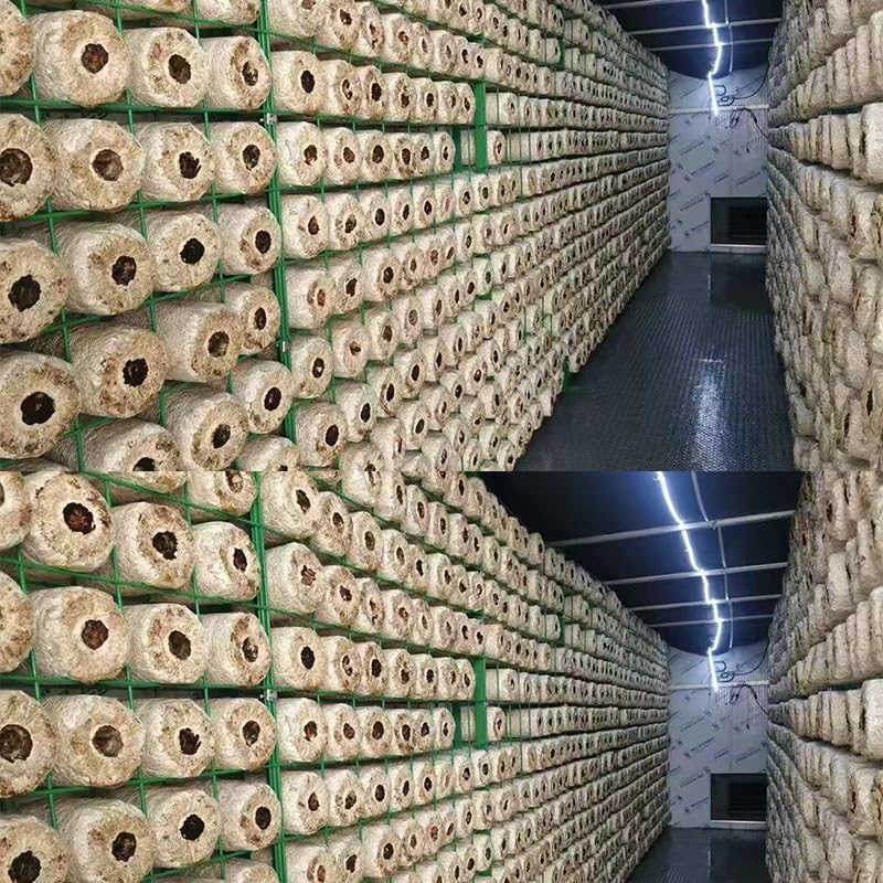 Container Farm Mushroom Growing Equipment with Temperature and Humidity Control System, Intelligent Operating Mushroom Growing Containers for Sale