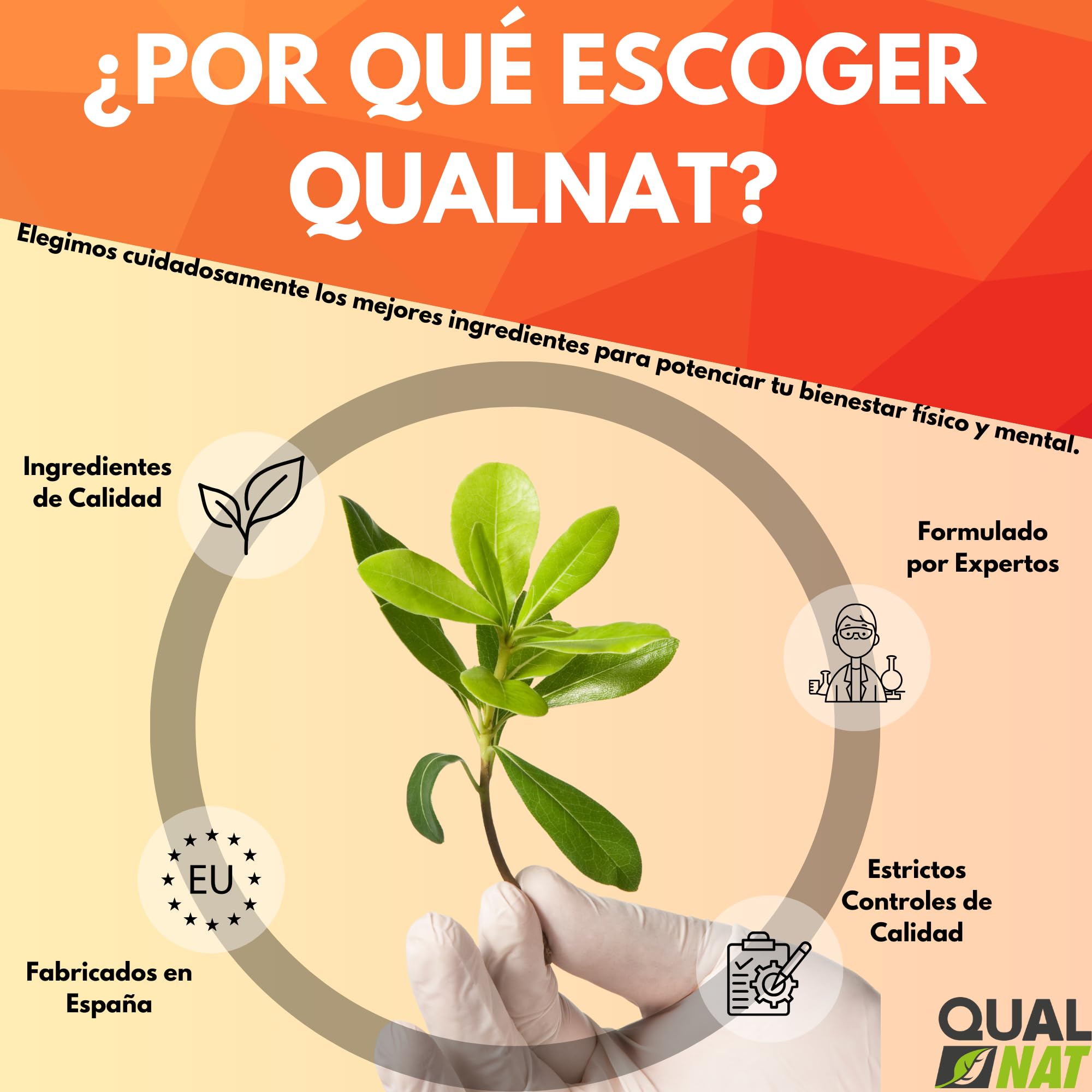 Jalea Real 100% Natural - Suplemento con Ginseng y Vitamina C | Jalea Real 40 Ampollas - Ayuda a Reforzar el Organismo y el Sistema Inmunitario - con Vitamina B6 y B12 - QUALNAT