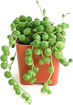 Shop Succulents String of Pearls Succulent Pack - Live 2