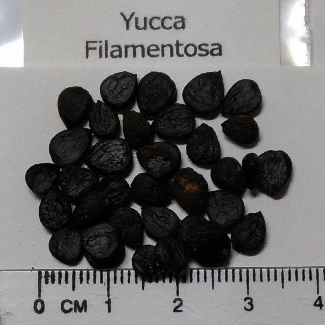 Amazon | 【種子】Yucca Filamentosa ユッカ・フィラメントサ