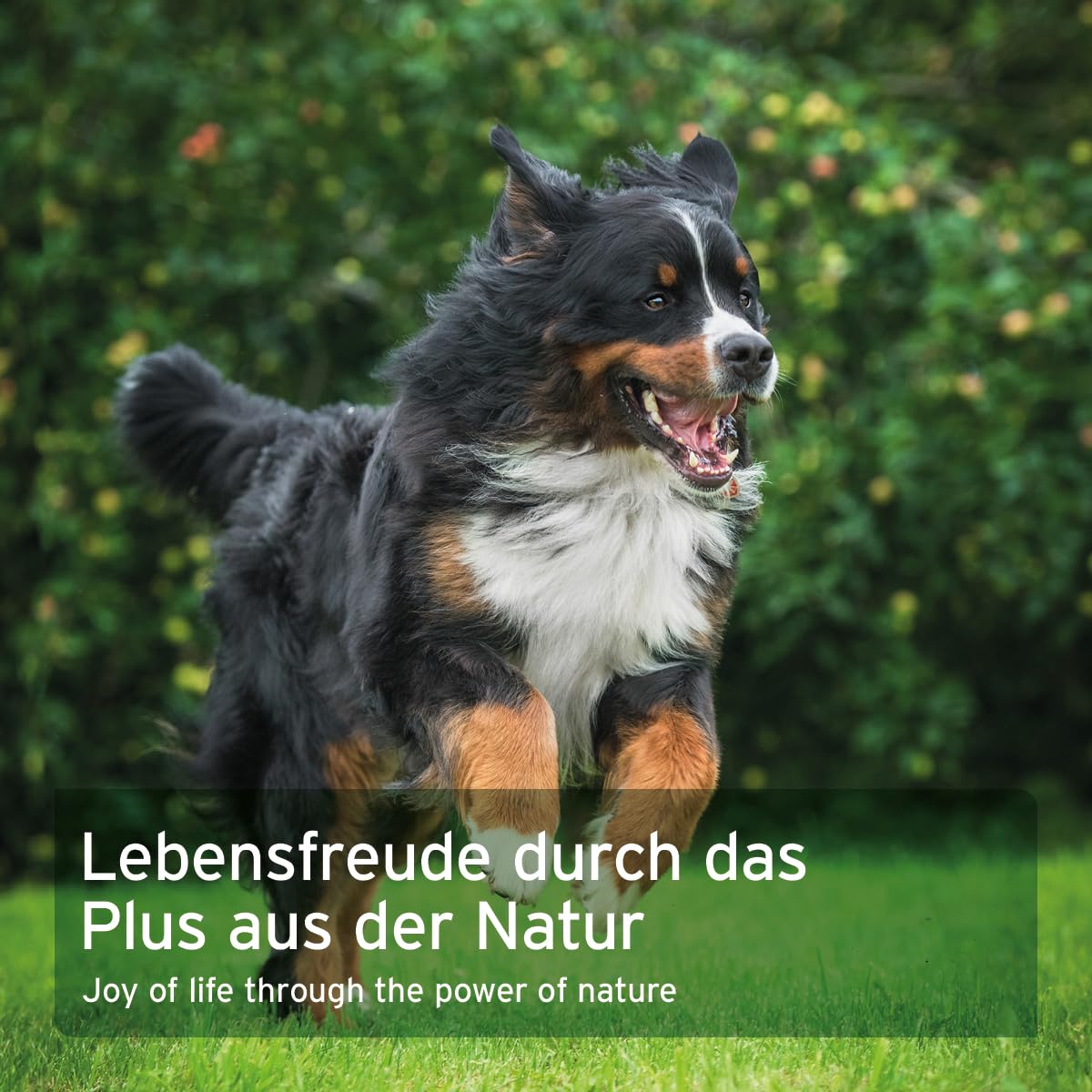 AniForte WermiX pour chiens 50 capsules - produit naturel avant, pendant et après une infestation de vers, l'absinthe, les herbes naturelles harmonisent l'estomac et l'intestin