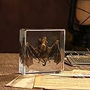 Taxidermy Bat, Real Bat Specimens Animal Specimen in Resin for Science Classroom Science Education, Great Gift for Fans of Taxidermy, Animal Skull, Oddities, Biology(3 x 3 x 1 inch)