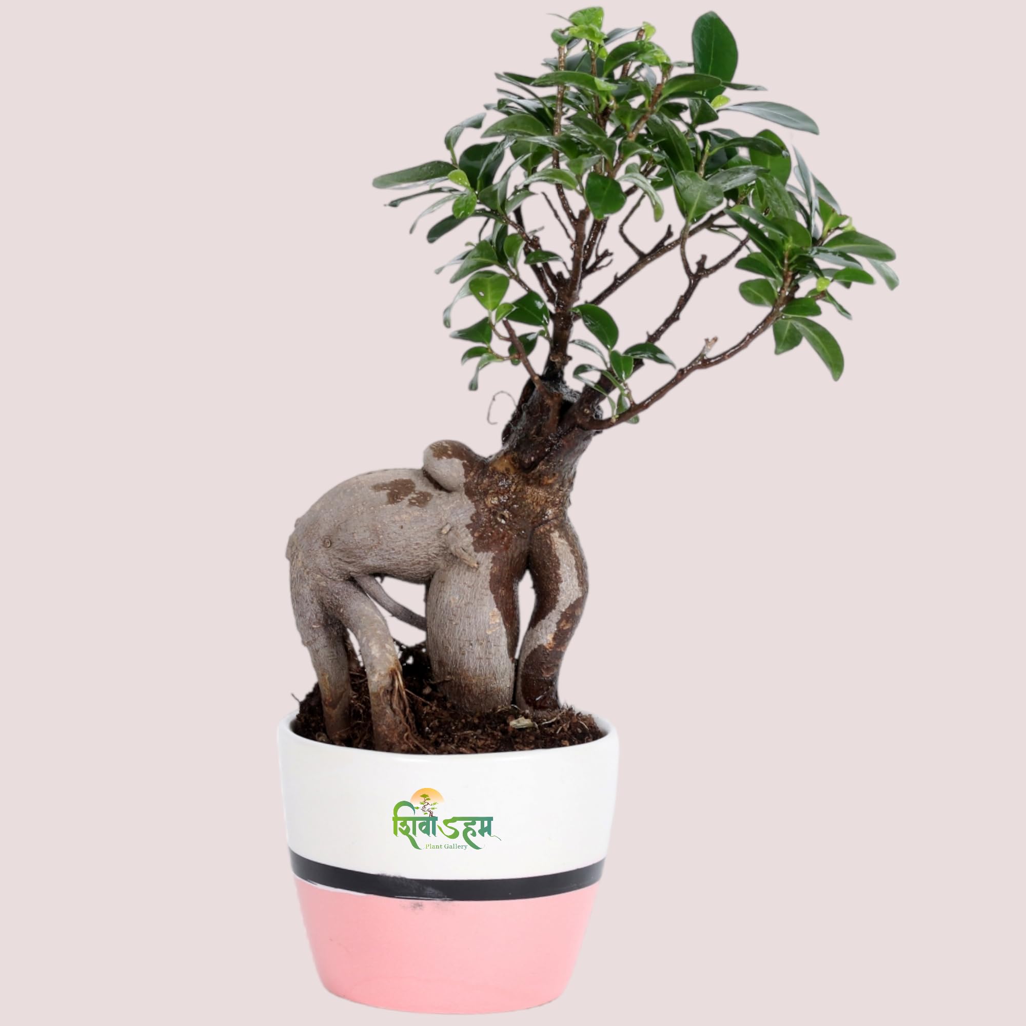 Shivoham Plant Gallery imported Ficus Ginseng Indoor and outdoor Bonsai Live Plant/Tree 5 Years Old With White Nursery 6inch Pot (B0BTJ3BQTJ) Amazon Price History, Amazon Price Tracker