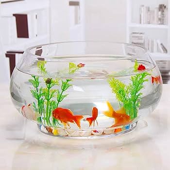 Amazon | 丸型金魚鉢 ガラス 容器 インテリア アクアリウム 金魚鉢