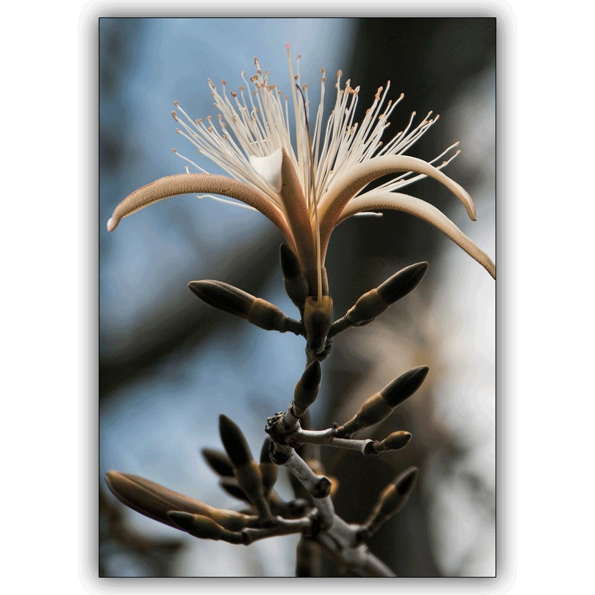 16 Geburtstagskarten (16er Set): Edle Fotokunst Grußkarte: Phantastische Blüte zum Geburtstag, Geschenkkarte • edle Gratulationskarte zum Geburtstag mit Umschlag für Freunde & Familie