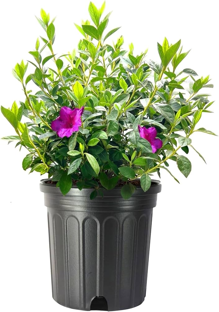 Amazon.com : Azalea Purple Formosa | 1 Extra Large 3 Gallon Plant Amazon.com : Azalea Purple Formosa | 1 Extra Large 3 Gallon Plant