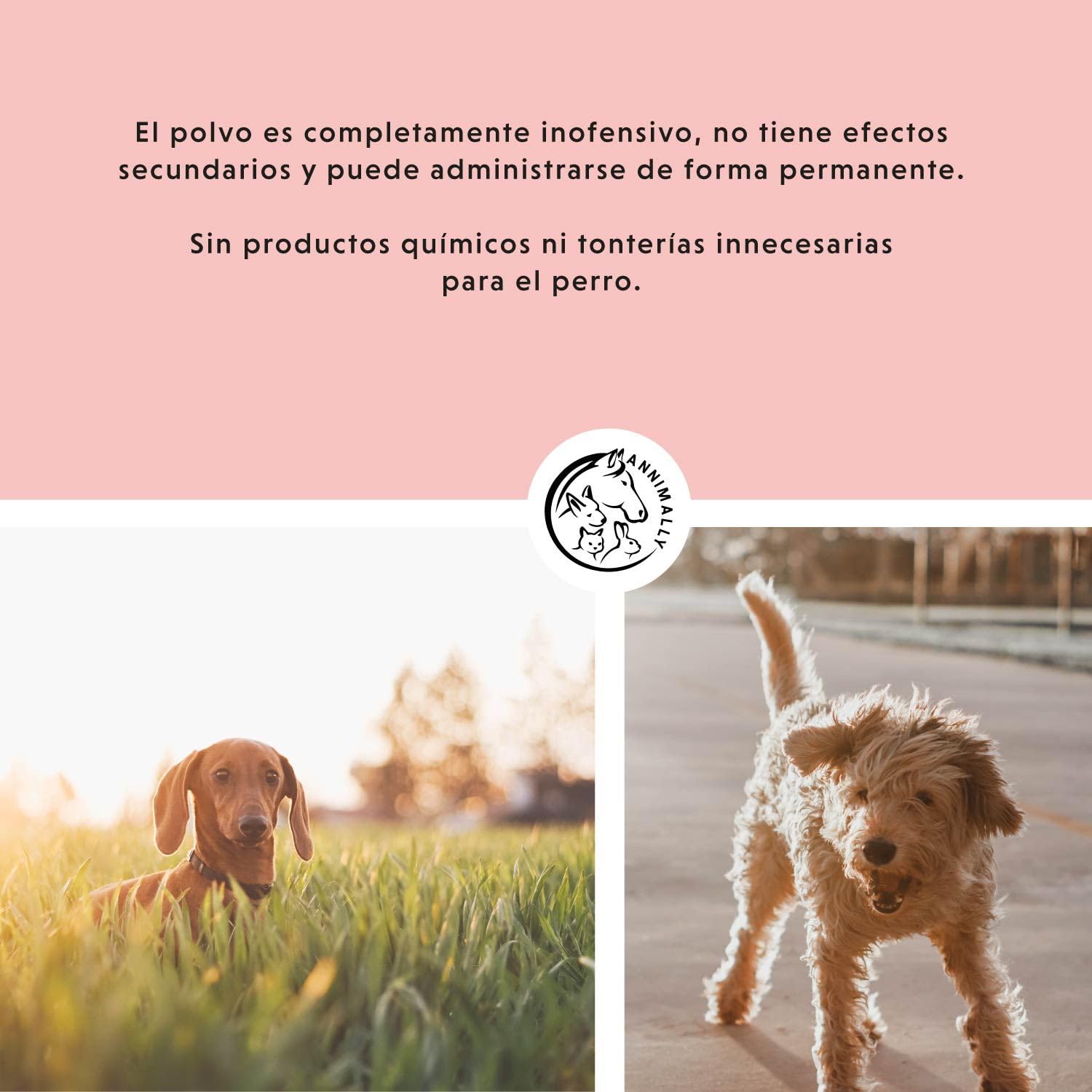 Annimally Complemento Alimenticio para Perros con Aceite de Comino Negro, Cistus, Levadura de Cerveza y Algas Marinas – Fórmula Natural en Polvo de Fácil Administración para Piel y Pelaje - 400 g