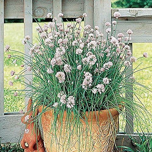 Park Seed Chives Herb Plant Seeds, Easy to Grow, Perfect for Spring Garden, ProEasy Chives, Pack of 1000