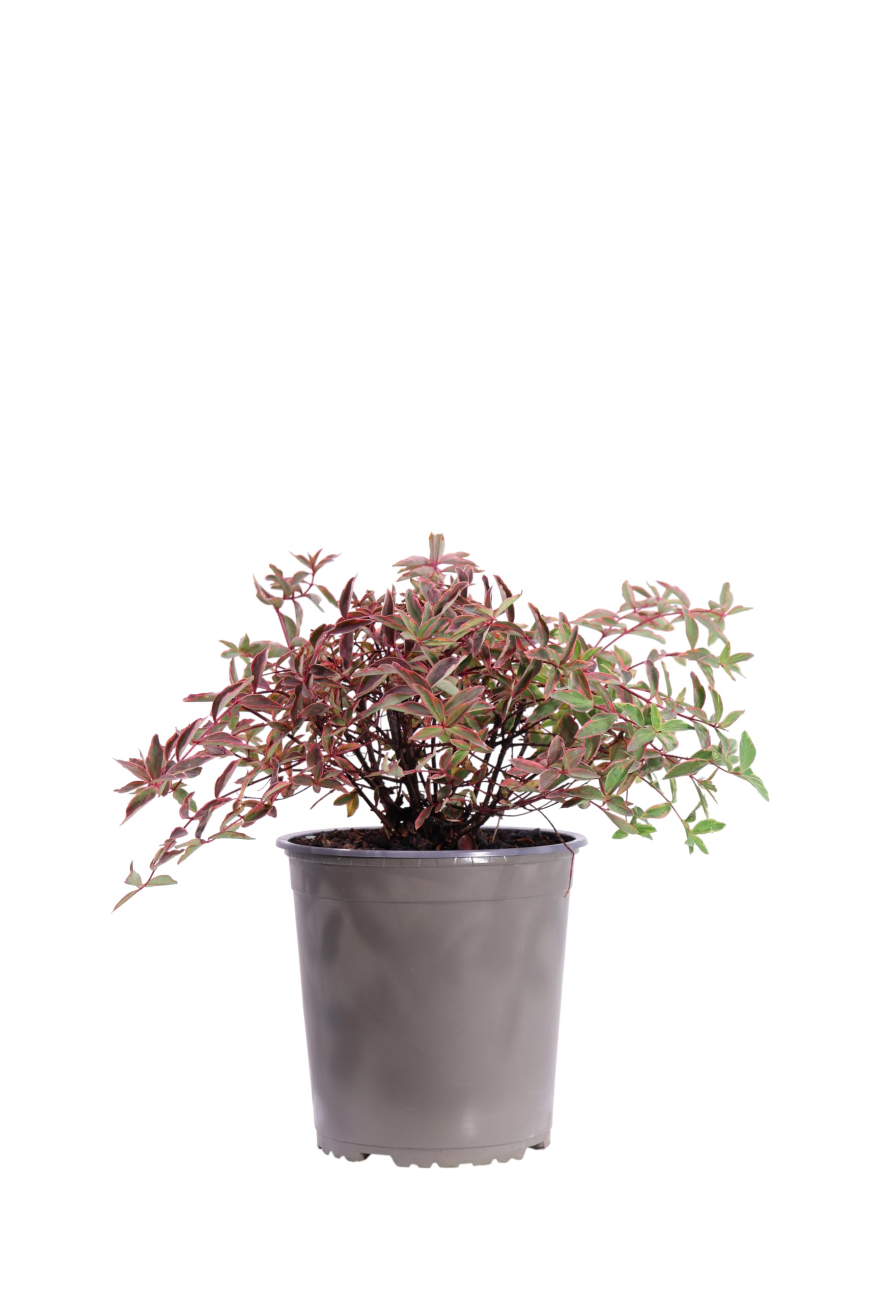 Pianta vera di Hypericum Moserianum Tricolor o Iperico fiore giallo cespuglio ornamentale da esterno per giardino e terrazzo venduto da eGarden.store