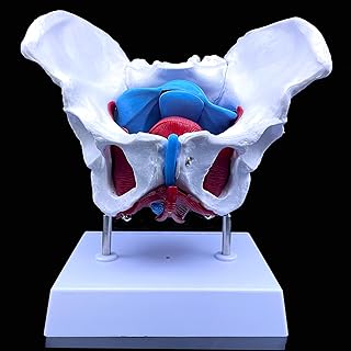 Female Pelvis Anatomy Model with Pelvic Floor Muscles & Reproductive Organs Life Size Removable Organs Include Uterus, Bladder, Rectum for Anatomical Education Study Teaching Display