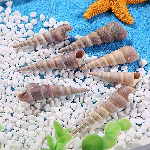 Miniatura 3 de 50 unidades de conchas marinas medianas naturales para pecera, decoración del hogar, fiesta temática de playa, decoración de boda, manualidades de