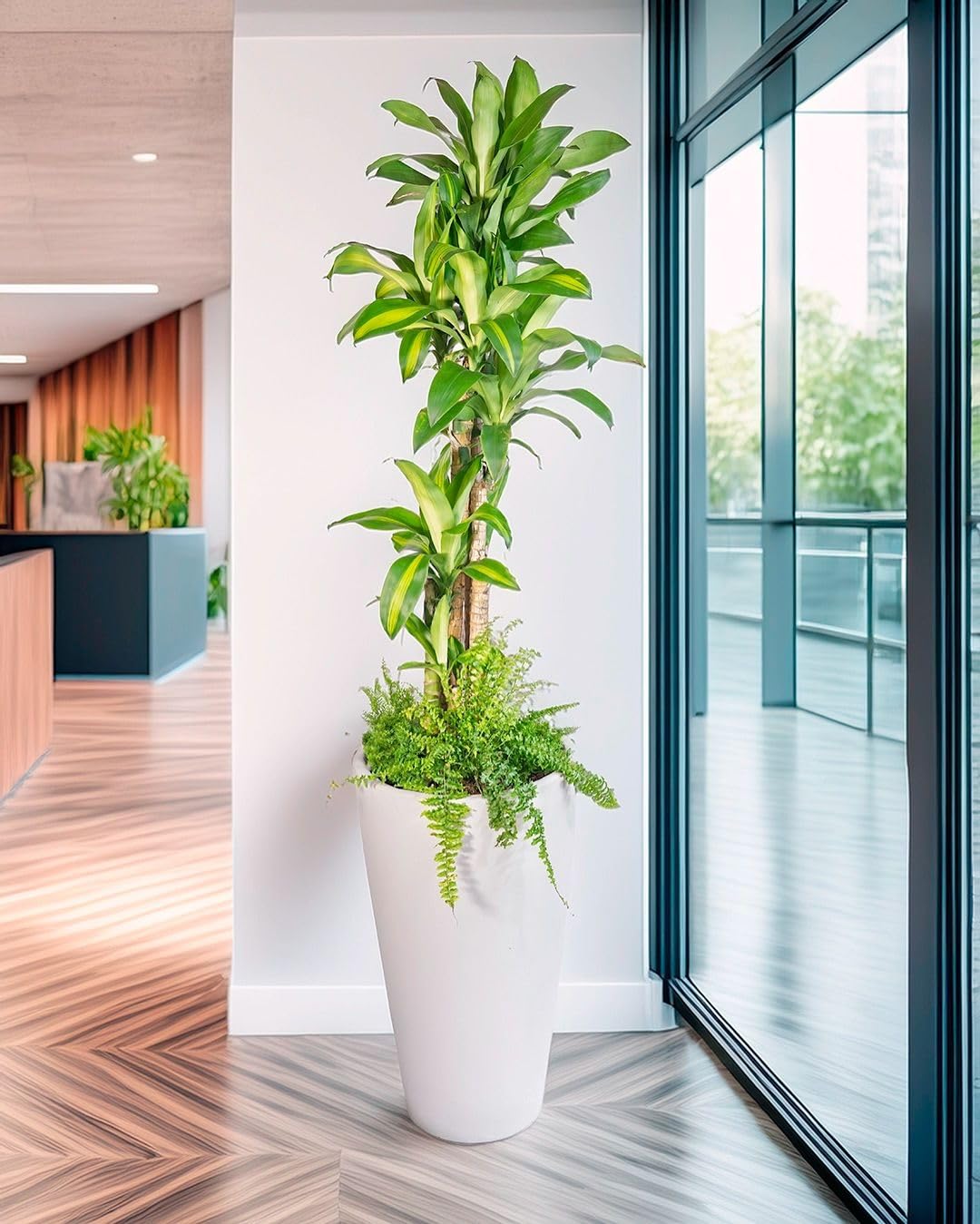 Tronco de Brasil Planta Natural (Dracaena Fragrans) - Planta de Interior Grande y Purificadora de Aire - Árbol Pequeño para Decoración de Salón y Oficina - Maceta