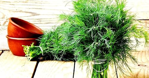 Miniatura 5 de Semillas de eneldo para plantar jardín de hierbas 500+ semillas
