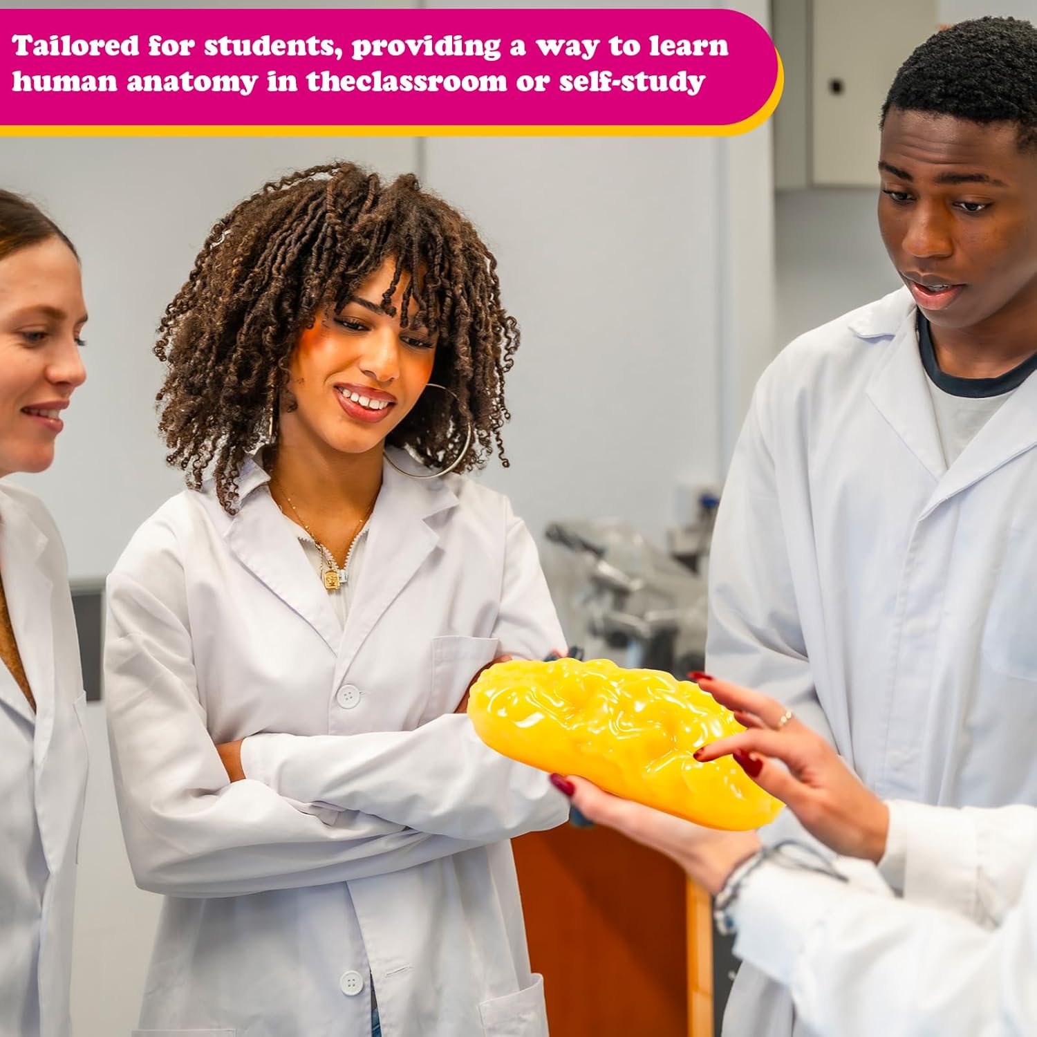 Chunful Human Body Muscle 0.8lb & Fat Replica1.3 lb with Display Base Realistic Anatomic Muscle Tissue & Fat Model Demonstration for Anatomy, Physiology, Science & Technology Students