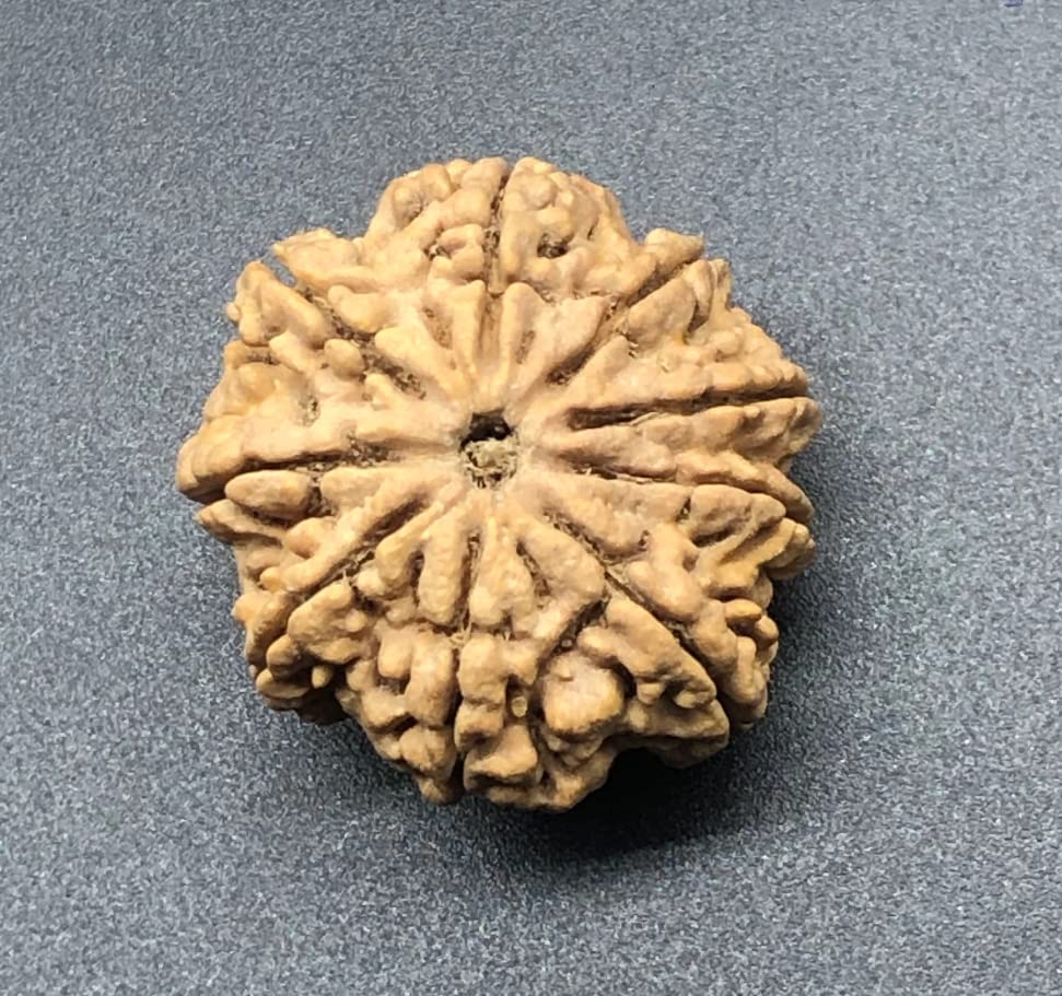 Rudraksha 9 Mukhi du Népal certifiée IGL pour surmonter le stress et retrouver l'harmonie